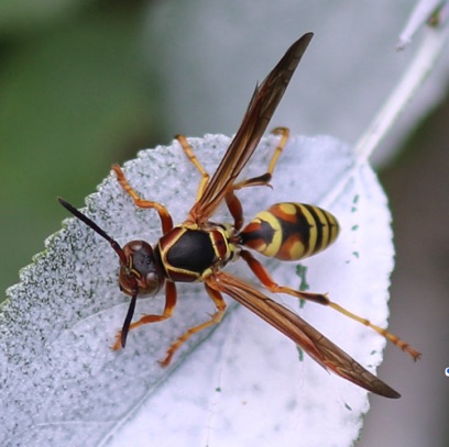 Northern Paper Wasp
Fuscatus
Native Paper Wasp